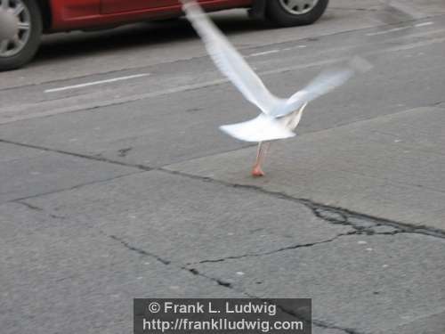 Taking Flight